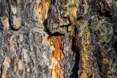 The texture of old pine bark. Rough pine bark close-up Stock Photos