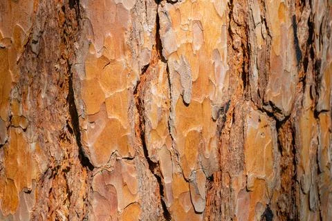 Texture of old pine bark. Rough pine bark closeup. Stock Photos