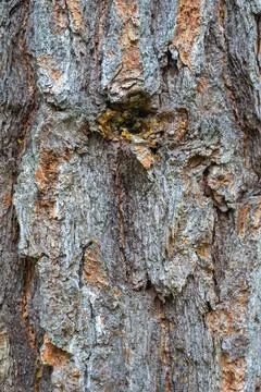 Texture of old pine bark. Rough pine bark closeup Stock Photos