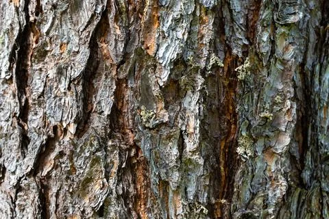 Texture of old pine bark. Rough pine bark closeup Stock Photos
