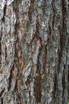 Texture of old pine bark. Rough pine bark closeup Stock Photos