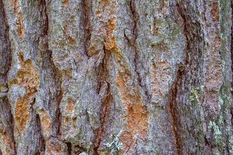 Texture of old pine bark. Rough pine bark closeup Stock Photos