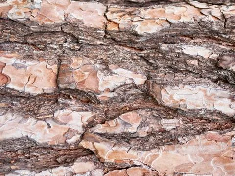 Texture of an old pine tree horizontally, close-up Stock Photos