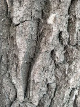 Texture of old pine tree Stock Photos
