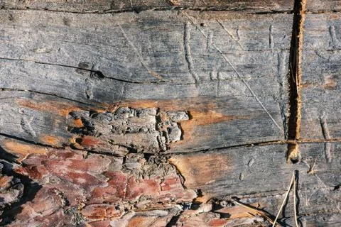 Texture of an old pine tree trunk with saw marks and bark Stock Photos