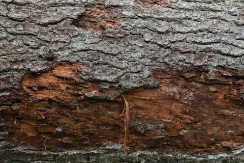 Texture of old red tree. Countryside background Stock Photos