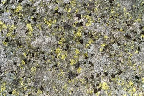 Texture of the old rock with mold Stock Photos