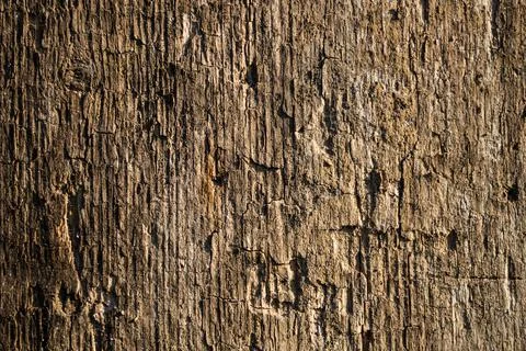 Texture of old rotten board close up Stock Photos