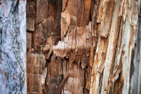 Texture of old rotten pine Stock Photos