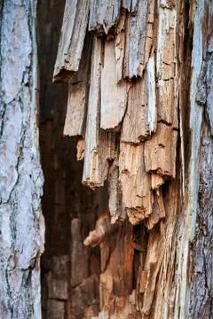 Texture of old rotten pine Stock Photos