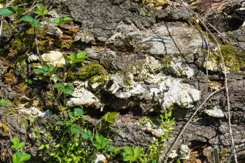 Texture of an old rotten tree trunk. Stock Photos