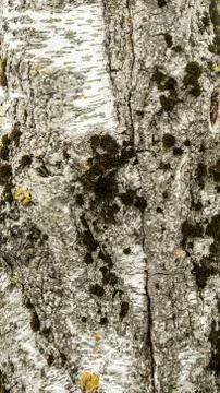 Texture of old rough birch bark with small patches of green moss, close-up ab Stock Photos