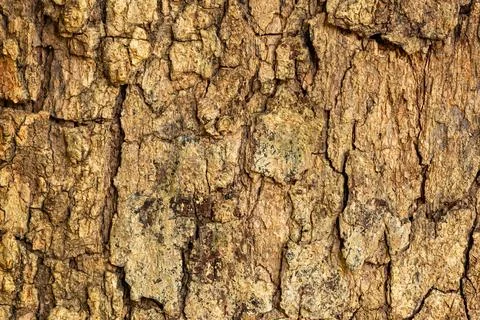 Texture of old rough surface of Longan tree stem. Stock Photos