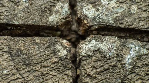 Texture of an old saw cut of a tree, cracked from time, close up Stock Photos