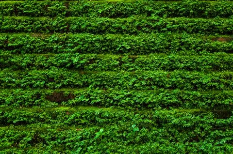 Texture of old stone brink wall covered green moss,for green nature backgroun Stock-Fotos