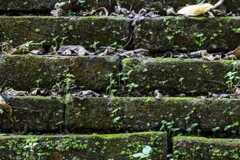 Texture of old stone wall covered green moss Stock Photos