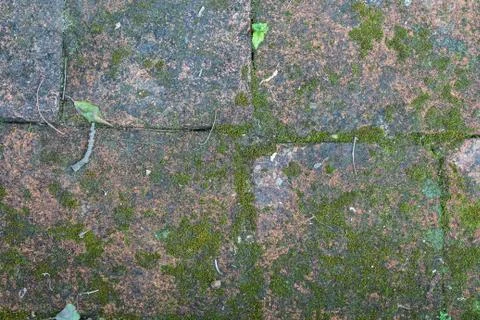 Texture of old stone wall covered green moss Stock Photos