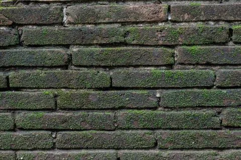 Texture of old stone wall covered green moss Stock Photos