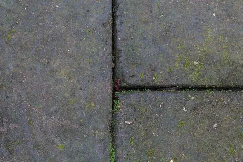 Texture of old stone wall covered green moss Stock Photos