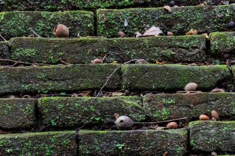 Texture of old stone wall covered green moss Stock Photos