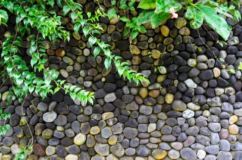 Texture of old stone wall covered green moss in Indonesia Stock Photos