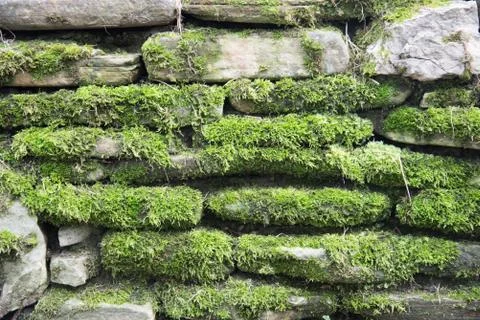 Texture of an old stone wall covered with green moss. Stones and moss. Greeti Stock Photos