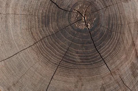 Texture of the old stump Stock Photos