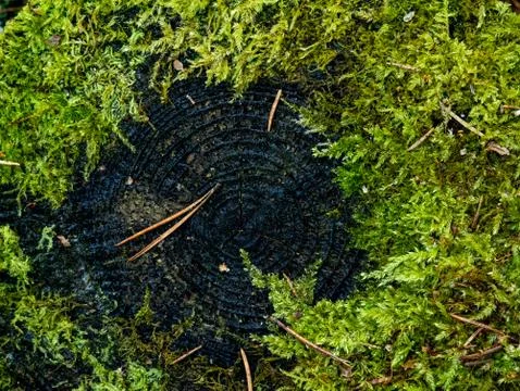 The texture of an old stump in the woods. Stock Photos
