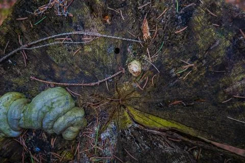 The texture of an old stump in the woods. Stock Photos