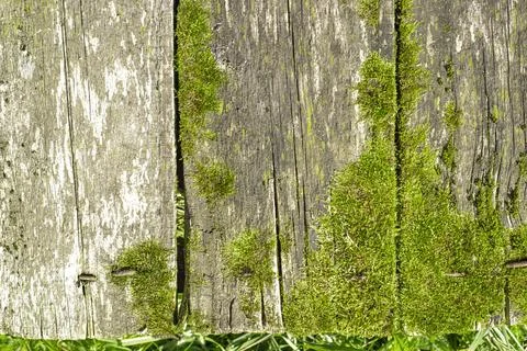 Texture old table overgrown with moss, top view, rustic texture Stock Photos