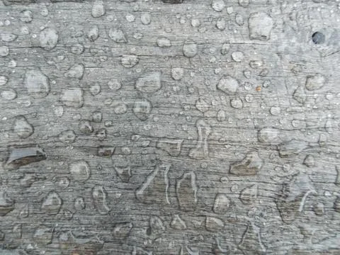 The texture of an old tree and a drop of spring rain. Stock Photos