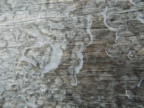 The texture of an old tree and a drop of spring rain. Stock Photos