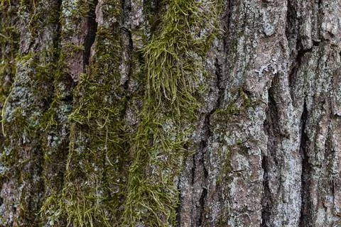 Texture of old tree bark covered with green moss. Green moss plant on brown tree Stock Photos