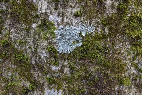Texture of old tree bark covered with green moss. Close up. Copy space Stock Photos