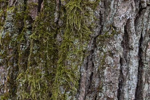 Texture of old tree bark covered with green moss. Close up. Copy space Stock Photos