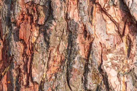 Texture of old tree bark, Embossed texture of the bark pine Stock Photos