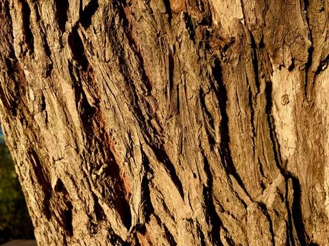 Texture of old tree bark in the evening sun 库存照片