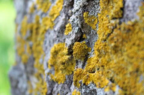 Texture of old tree bark with moss and lichen. Natural background Stock Photos