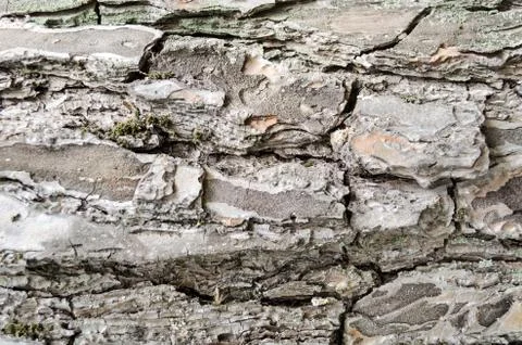 Texture of old tree bark Stock Photos