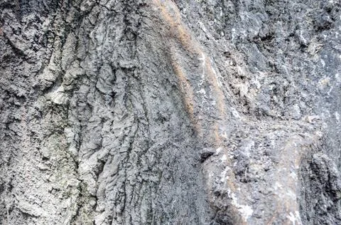 Texture of old tree bark Stock Photos