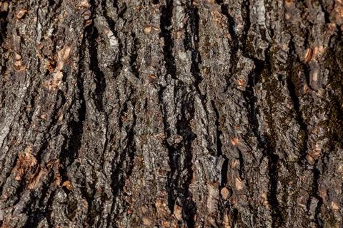 Texture of old tree bark Stock Photos