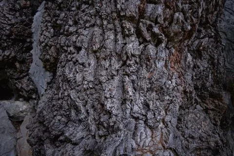 The texture of an old tree. The bark of the tree. Stock Photos