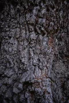 The texture of an old tree. The bark of the tree. Stock Photos