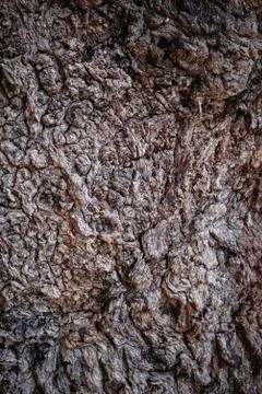 The texture of an old tree. The bark of the tree. Stock Photos
