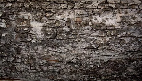 Texture of old tree bark for your projects Stock Photos