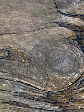 The texture of the old tree is brown Stock Photos