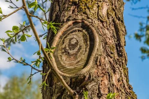 A texture of a old tree with knots and cracks and twigs Stock Photos