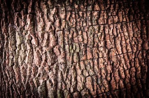 Texture of old tree Stock Photos