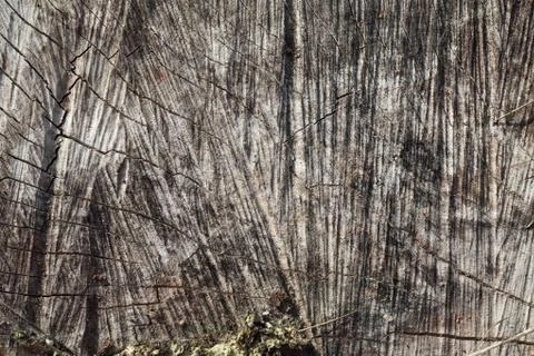 Texture of old tree. Stock Photos