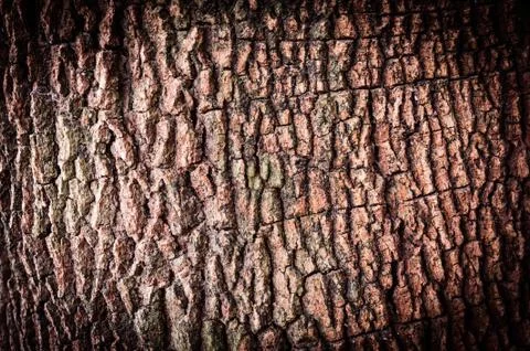 Texture of old tree Stock Photos